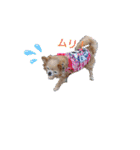日常に使える愛犬スタンプ。（個別スタンプ：14）