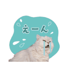 とろのニャンニャン！毎日スタンプ（個別スタンプ：1）