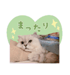 とろのニャンニャン！毎日スタンプ（個別スタンプ：2）