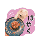 とろのニャンニャン！毎日スタンプ（個別スタンプ：3）