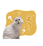 とろのニャンニャン！毎日スタンプ（個別スタンプ：4）