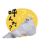 とろのニャンニャン！毎日スタンプ（個別スタンプ：5）