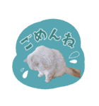 とろのニャンニャン！毎日スタンプ（個別スタンプ：6）
