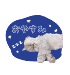 とろのニャンニャン！毎日スタンプ（個別スタンプ：7）