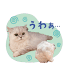 とろのニャンニャン！毎日スタンプ（個別スタンプ：8）