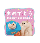 とろのニャンニャン！毎日スタンプ（個別スタンプ：9）