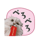 とろのニャンニャン！毎日スタンプ（個別スタンプ：11）