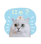 とろのニャンニャン！毎日スタンプ（個別スタンプ：12）