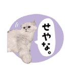 とろのニャンニャン！毎日スタンプ（個別スタンプ：17）