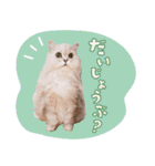 とろのニャンニャン！毎日スタンプ（個別スタンプ：18）