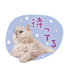 とろのニャンニャン！毎日スタンプ（個別スタンプ：21）