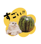 とろのニャンニャン！毎日スタンプ（個別スタンプ：22）
