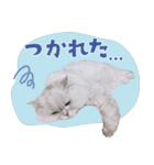 とろのニャンニャン！毎日スタンプ（個別スタンプ：24）