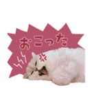 とろのニャンニャン！毎日スタンプ（個別スタンプ：25）