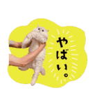 とろのニャンニャン！毎日スタンプ（個別スタンプ：27）