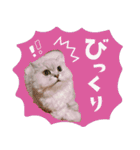 とろのニャンニャン！毎日スタンプ（個別スタンプ：28）