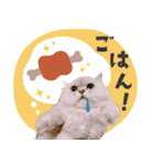 とろのニャンニャン！毎日スタンプ（個別スタンプ：29）