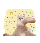 とろのニャンニャン！毎日スタンプ（個別スタンプ：30）