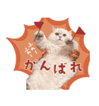とろのニャンニャン！毎日スタンプ（個別スタンプ：31）