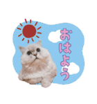 とろのニャンニャン！毎日スタンプ（個別スタンプ：33）