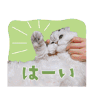 とろのニャンニャン！毎日スタンプ（個別スタンプ：34）