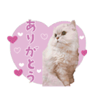 とろのニャンニャン！毎日スタンプ（個別スタンプ：35）