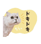 とろのニャンニャン！毎日スタンプ（個別スタンプ：36）