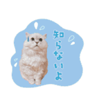 とろのニャンニャン！毎日スタンプ（個別スタンプ：37）