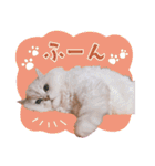 とろのニャンニャン！毎日スタンプ（個別スタンプ：39）