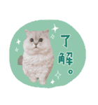 とろのニャンニャン！毎日スタンプ（個別スタンプ：40）