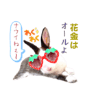 ミニうさぎのダッチ④仮装（個別スタンプ：3）