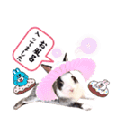ミニうさぎのダッチ④仮装（個別スタンプ：13）