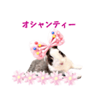 ミニうさぎのダッチ④仮装（個別スタンプ：15）