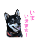 黒柴ふく2（個別スタンプ：5）