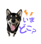 黒柴ふく2（個別スタンプ：6）