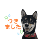 黒柴ふく2（個別スタンプ：7）