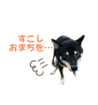 黒柴ふく2（個別スタンプ：8）