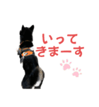 黒柴ふく2（個別スタンプ：9）