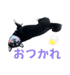 黒柴ふく2（個別スタンプ：11）