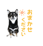 黒柴ふく2（個別スタンプ：14）