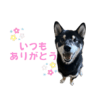 黒柴ふく2（個別スタンプ：16）