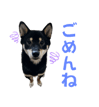 黒柴ふく2（個別スタンプ：17）