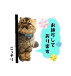 Blooming cats* Iris（個別スタンプ：13）