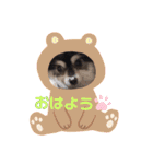 ポメラニアンのあずきくん（個別スタンプ：1）