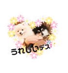 ポメラニアンのあずきくん（個別スタンプ：4）