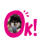 ポメラニアンのあずきくん（個別スタンプ：6）