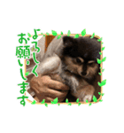 ポメラニアンのあずきくん（個別スタンプ：10）