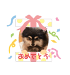 ポメラニアンのあずきくん（個別スタンプ：11）