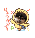 ポメラニアンのあずきくん（個別スタンプ：19）