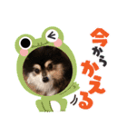 ポメラニアンのあずきくん（個別スタンプ：20）